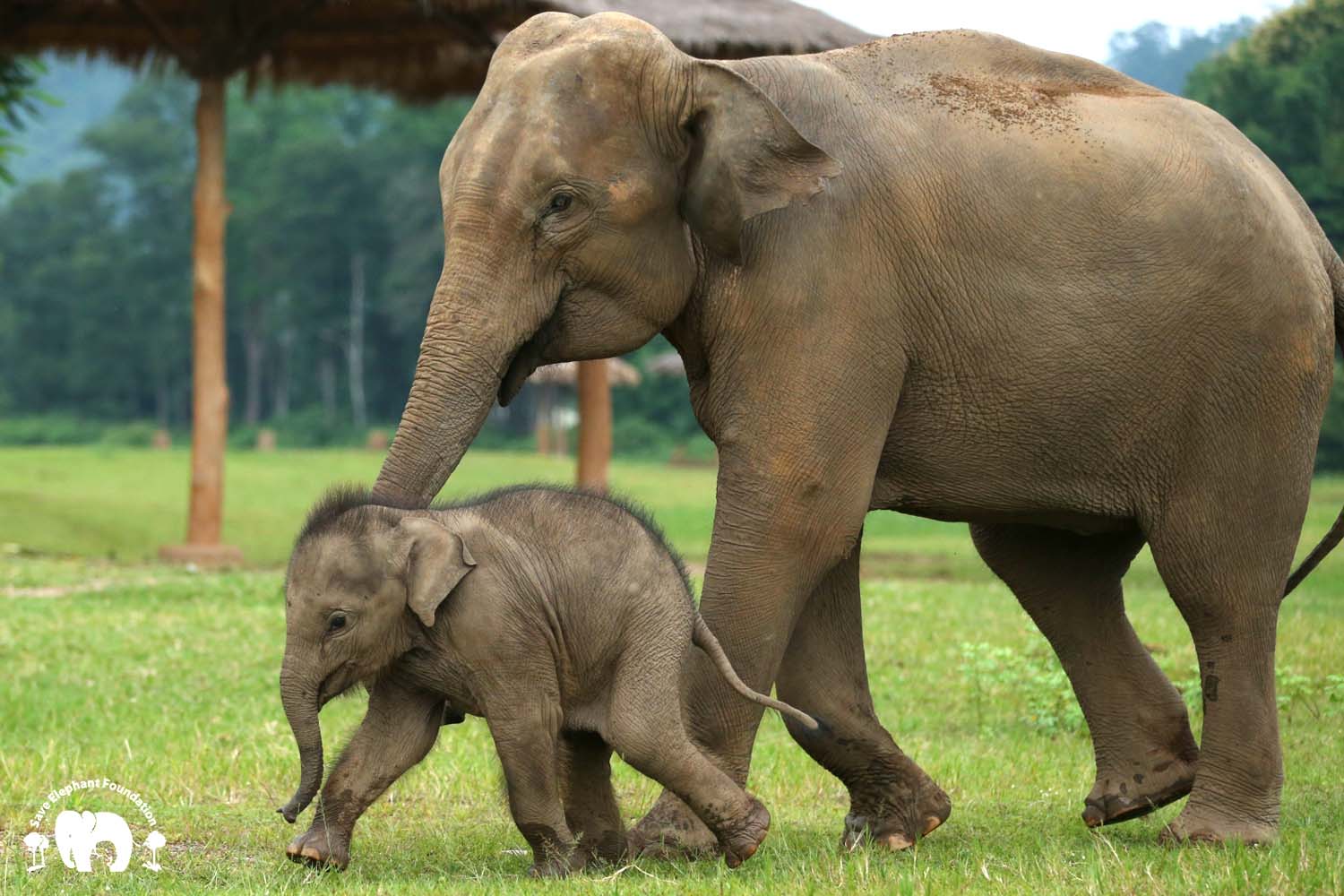 Baby Asian elephant named Thai word for Queen in honour of the late monarch