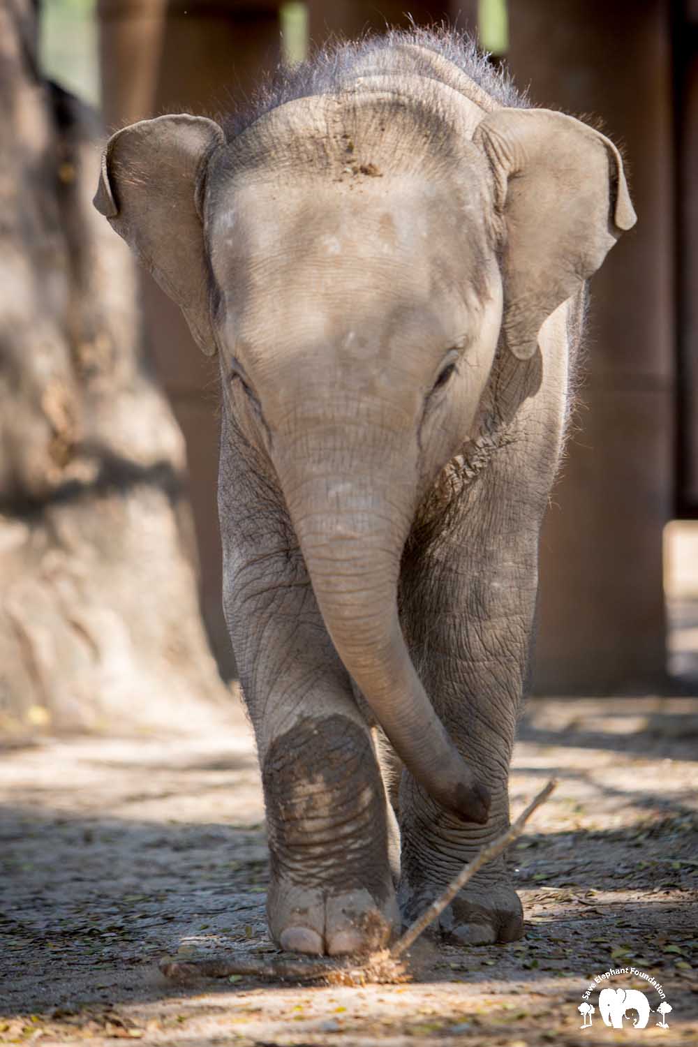 Baby Chaba - Save Elephant Foundation
