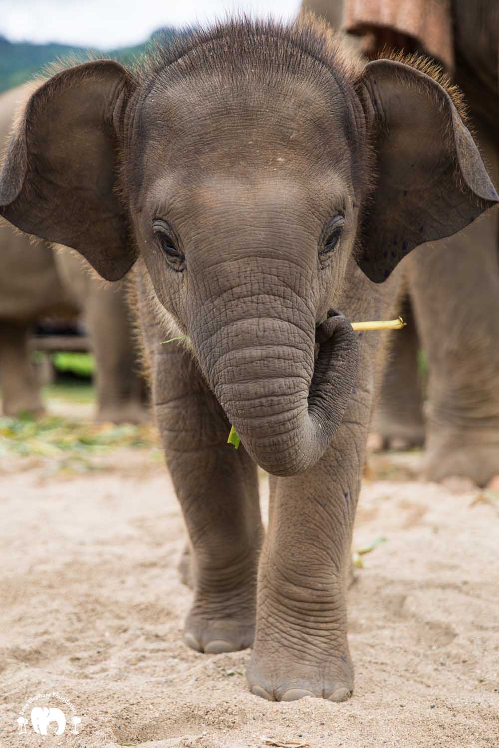 Baby Wan Mai - Save Elephant Foundation